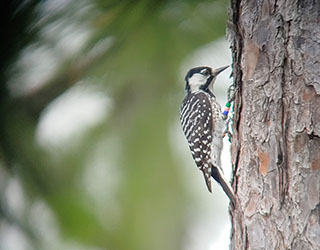 pájaro carpintero