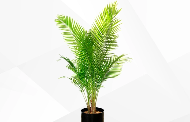 Florida-friendly plant