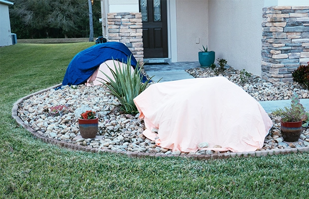Blanket covering plants in Florida