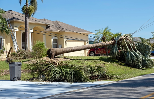Stay Safe During High Winds